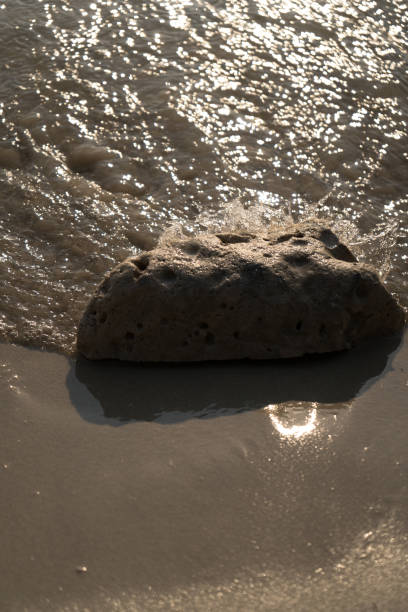 istock Coral on the beach washed by waves 2198467413