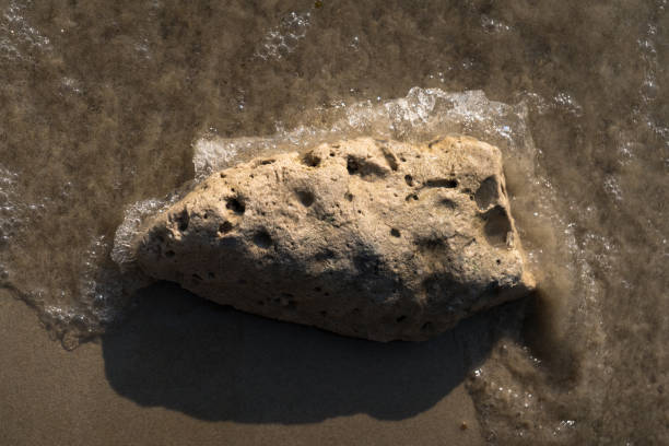 istock Coral on the beach washed by waves 2198467427