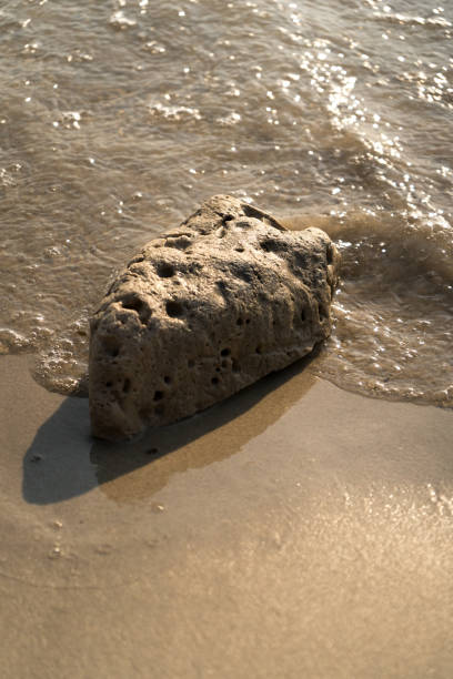 istock Coral on the beach washed by waves 2198467514