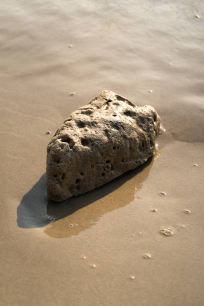 istock Coral on the beach washed by waves 2198467518