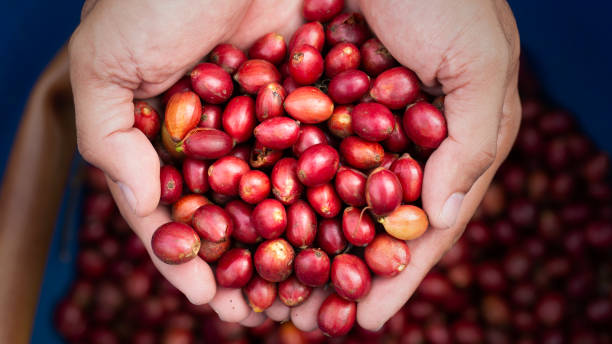 istock Fresh red coffee red cherry coffee bean in hands 2198474715