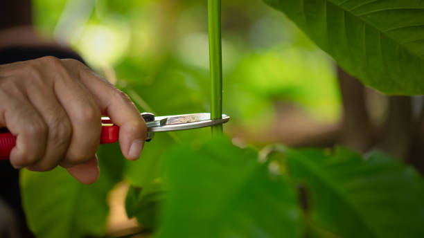 istock Grafting coffee shoots is a technique used to propagate coffee plants by joining a shoot from a desirable coffee variety onto a rootstock from another plant 2198474729