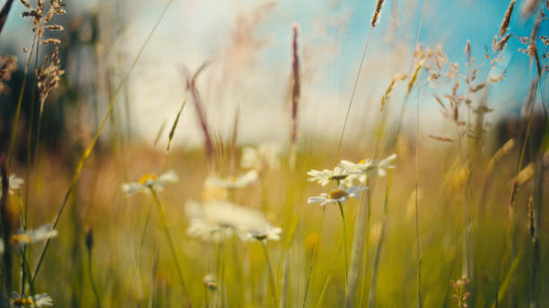 Immerse yourself in the tranquil beauty of a sunlit meadow with this close-up shot. The vibrant blue sky serves as a perfect backdrop to the tall daisies and blades of grass. The close-up effect highlights the delicate movement and natural elegance of the meadow, evoking a sense of peace and connection with nature. Perfect for projects related to nature, wellness, or any content that celebrates the serene beauty of the outdoors. Add a touch of natural splendor and sunny warmth to your creative projects with this visually captivating shot.