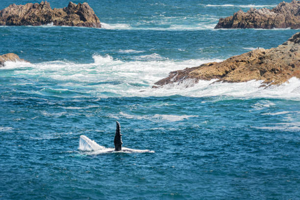 Humpback whales Megaptera novaeangliae displaying long flippers with tubercles as it rotates in beautiful ice blue ocean sea water