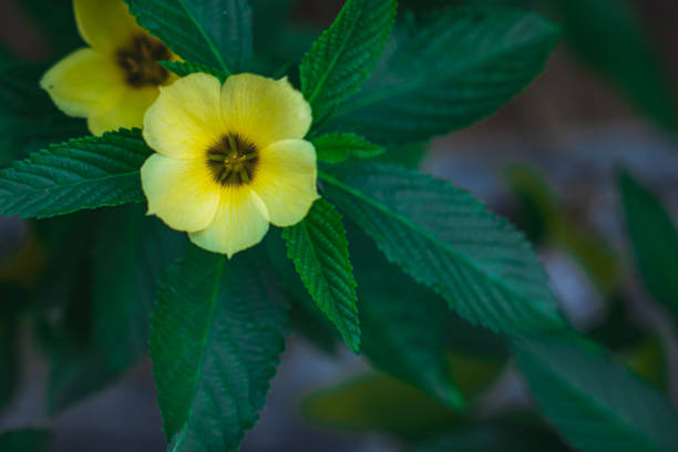 A vibrant yellow hibiscus flower, captured from a top-down angle. The lush green leaves provide a striking contrast, making it ideal for nature-themed projects, botanical illustrations