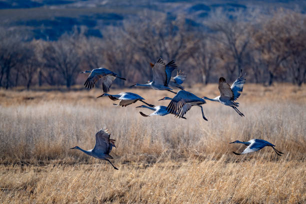 istock Sandhill taking flight from marsh at Bosque Del Apache National wildlife refuge in New Mexico, USA 2198480240