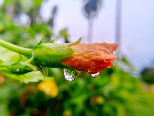 Unbloomed flowers with water droplets