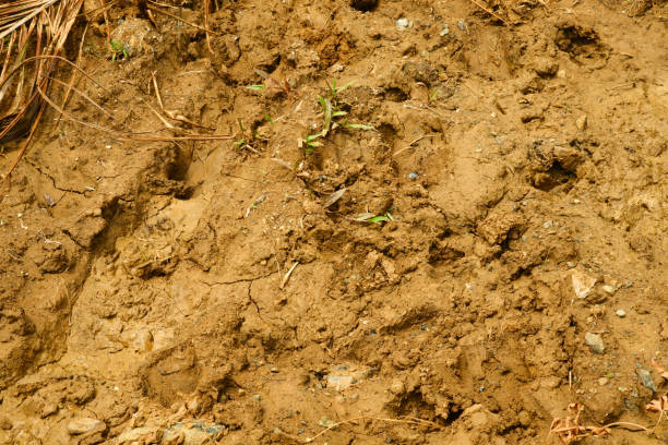 cow footprints in dry clay. Nature dirty