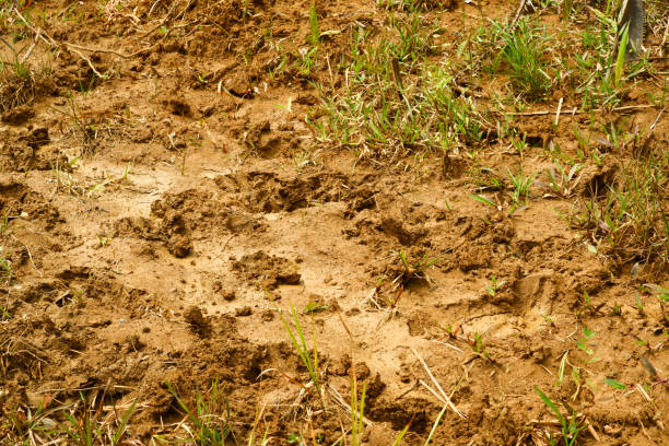 istock cow footprints in dry clay 2198480800