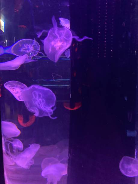 istock beautiful colourful jelly fish in fish tanks 2198481167