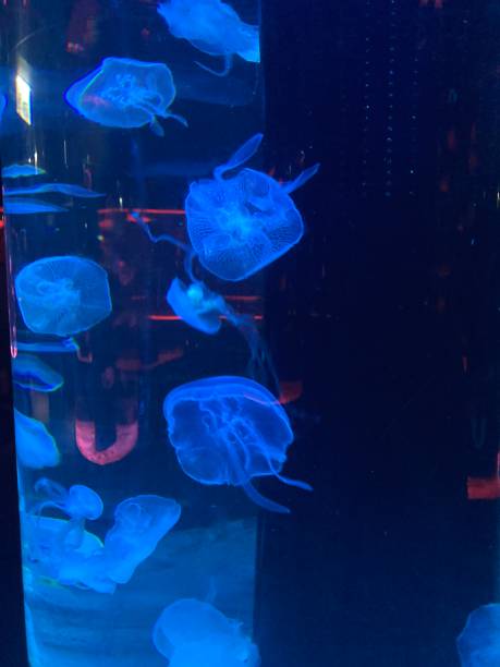 istock beautiful colourful jelly fish in fish tanks 2198481214