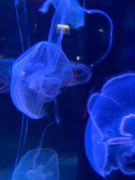 istock beautiful colourful jelly fish in fish tanks 2198481502