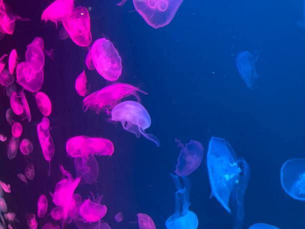 istock beautiful colourful jelly fish in fish tanks 2198481728