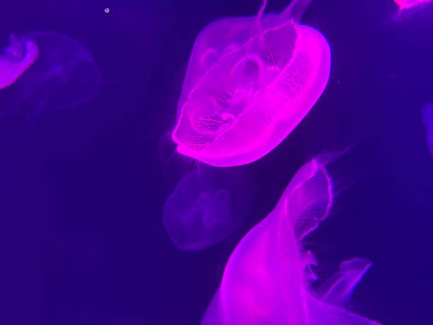 istock beautiful colourful jelly fish in fish tanks 2198481799