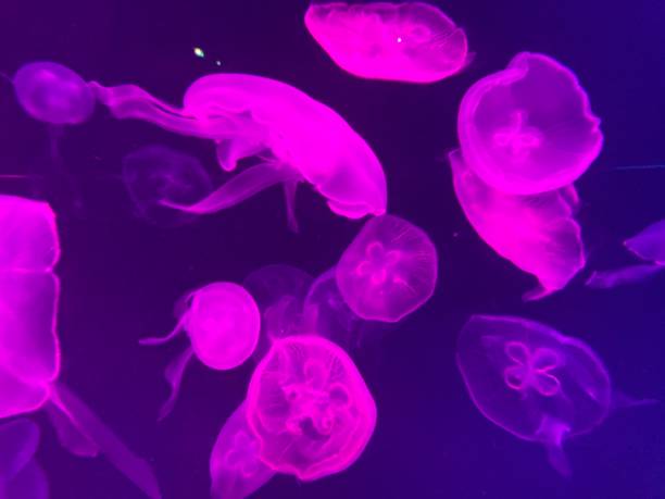istock beautiful colourful jelly fish in fish tanks 2198481801