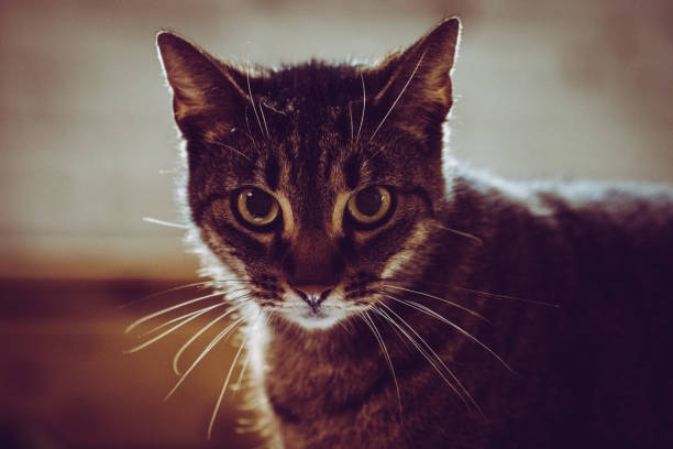 A captivating shot of a cat sitting comfortably indoors, gazing directly at the camera with intense, curious eyes. The calm yet striking stare captures the cat’s personality, creating an intimate connection between the animal and the viewer.