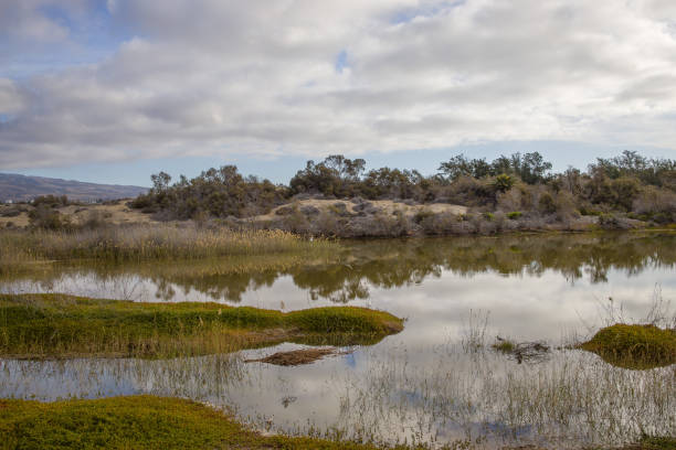 istock La Charca de Maspalomas - A Birdwatcher's Paradise in Gran Canaria 2198483336