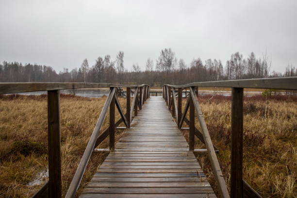 istock Wooden walkway or boardwalk through a marshy or wetland landscape. 2198485896