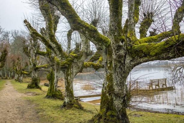 istock Atmospheric path lined with moss-covered trees in Katvari, Latvia. Katvaru Manor Park 2198486002