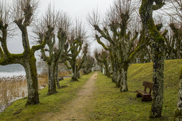 Atmospheric path lined with moss-covered trees in Katvari, Latvia. Eerie and tranquil winter scene. Katvaru Manor Park