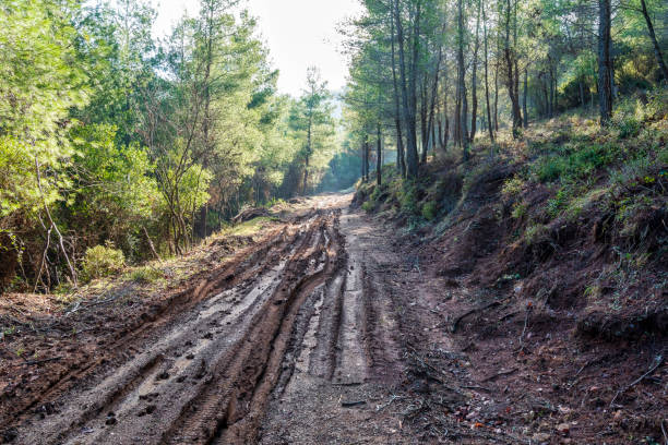 istock Muddy Forest Road Leading to Mine Lakes 2198486183