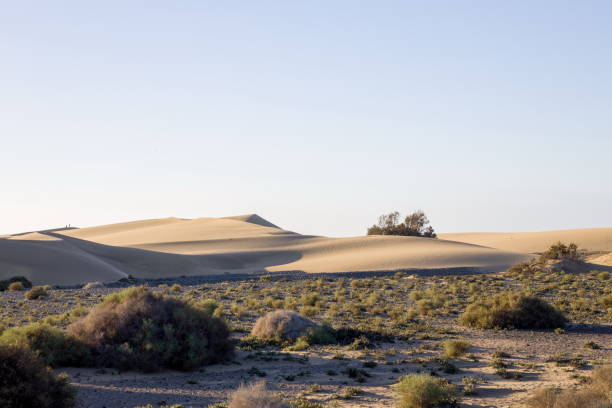 istock Maspalomas Dunes in Gran Canaria. Textured sand dunes with patterns, shadows, and faint footprints. 2198487901