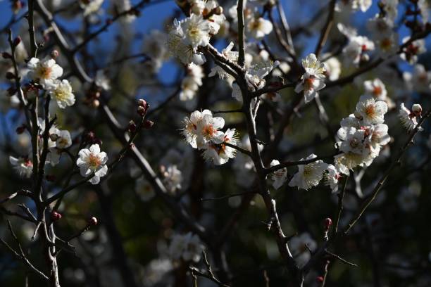 istock Japanese apricot (Prunus mume) blossoms. 2198488251
