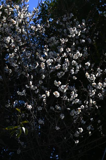 istock Japanese apricot (Prunus mume) blossoms. 2198488253