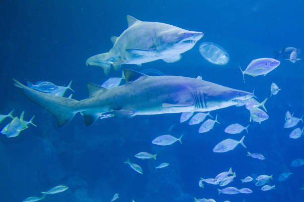 istock Sand Tiger Sharks swimming in clear blue water, surrounded by smaller fish. 2198488658