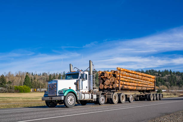 Industrial powerful mud-spattered day cab white big rig semi truck with protection cab back wall transporting fastened long tree logs on semi trailer driving on the flat narrow road at sunny day