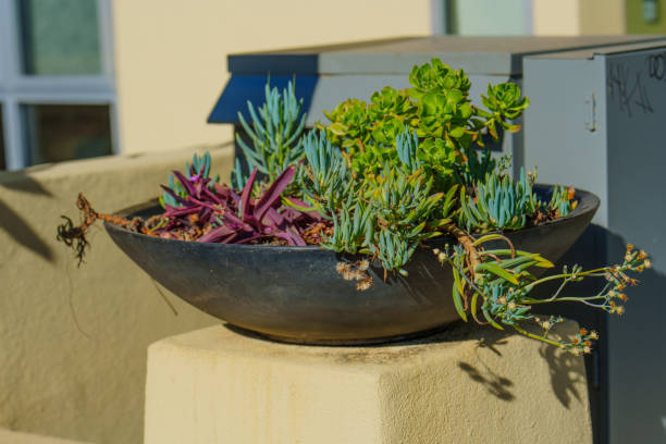 istock Colorful Succulents in Bowl on Outdoor Surface 2198489670