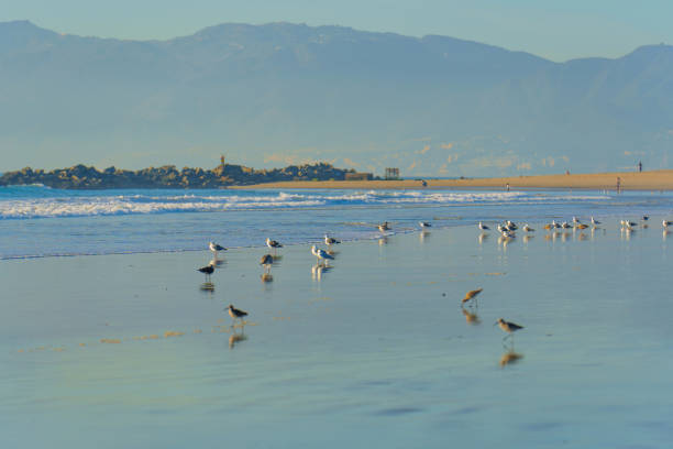 Group of birds foraging along the shoreline of Venice Beach with mountains in the background.