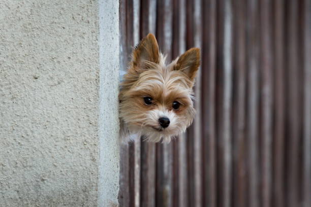Funny look from balcony in residential area.