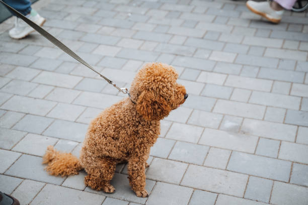istock A small, adorable brown dog, which is currently being restrained by its owner with a leash, is comfortably sitting on a brick sidewalk that is part of the outdoor environment 2198491132