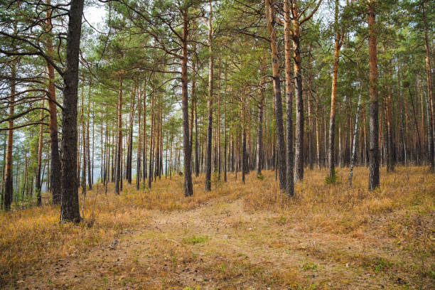 istock In the midst of the dense forest, there is a narrow path that winds through the towering trees and lush greenery, inviting exploration and adventure into the natural landscape 2198491222