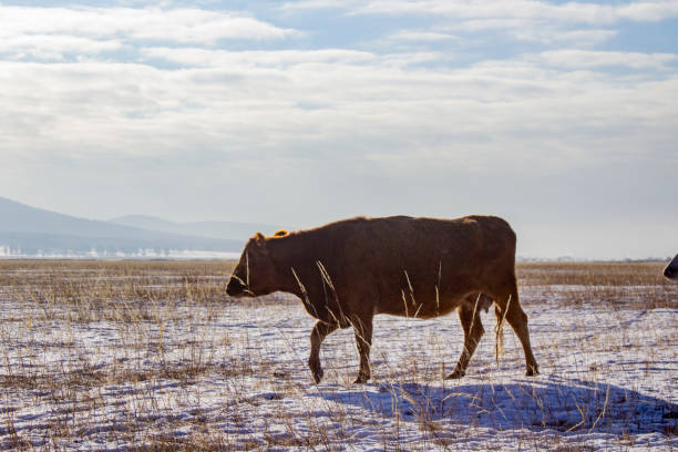 Herd of cows grazing in winter snow field
