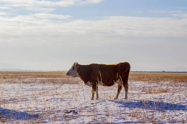istock Herd of cows grazing in winter snow field 2198491596