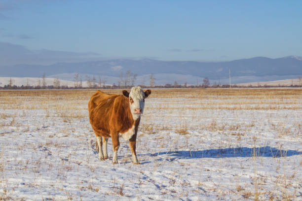istock Herd of cows grazing in winter snow field 2198491614