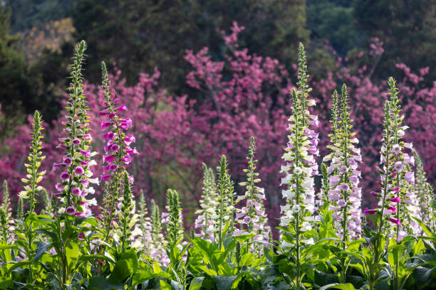 Foxglove flowers in full bloom with cherry blossom on the background for spring and summer English country cottage garden for perennial and annual plant concept