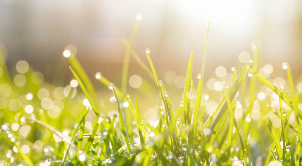 istock Green grass with morning dew at sunrise. Macro image. Beautiful summer nature background 2198496724