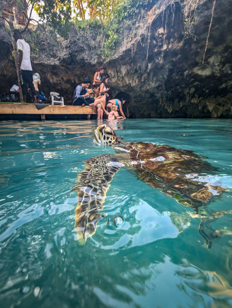 Kizimkazi, Zanzibar, Tanzania - September 29, 2024: Turtle swimming gracefully in clear cave aquarium waters of Zanzibar, with visitors observing from a wooden platform amidst lush greenery and rocky walls
