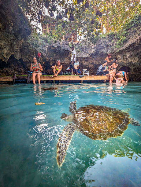 sea turtle in tahiti