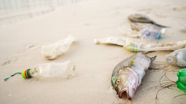 istock Fish stranded on a beach polluted by plastic bottles, marine pollution 2198498322