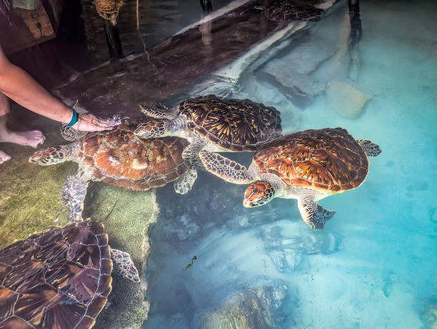Small turtle in the man's hand. Sea turtle hatching. Water pool with swimming turtles on background. Start of new life. Birth of baby animal. Small and fragile newborn in care. Ocean sanctuary or zoo