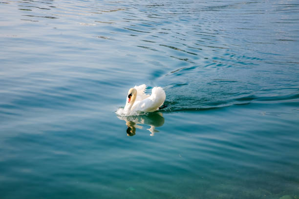 White mute swan in a lake