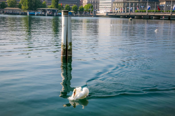 A swan is swimming in a lake. The lake is surrounded by trees and buildings. There are several people in the background, some of them are walking and others are standing