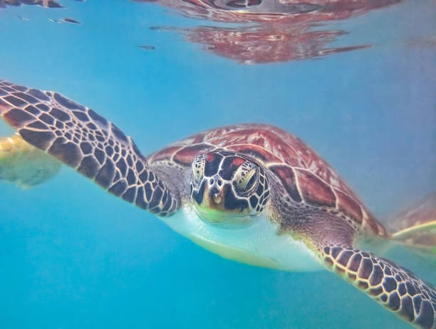 istock Endangered hawksbill sea turtle gliding through pristine turquoise waters surrounding Zanzibar, revealing marine ecosystem elegance 2198498385