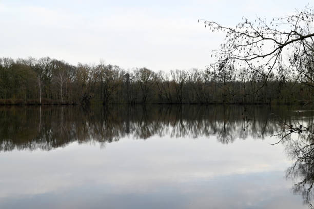 Green leaves of a linden tree leaning over the lake, ripples on the water, summer landscape