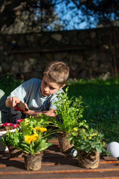 istock Boy planting some plants in pots outdoors with gardening tools 2198502578