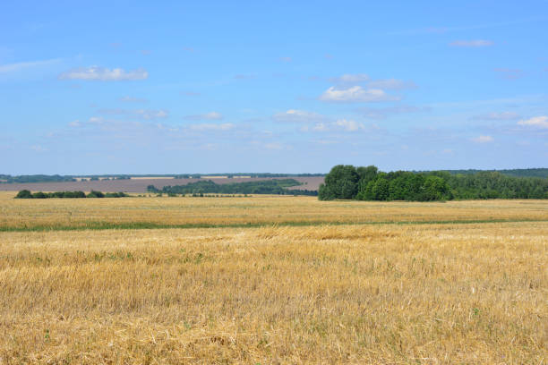 Wheat Field with blue sky and some trees
